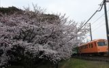 １本の桜の木が毎年良く咲いています