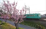 朝陽がパステル電車窓を透過し桜が華を添え爽やかな一日の始まり