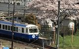 日永駅の見事な桜に見とれます。<br />
出発だよ     了解!     信号よ〜し!