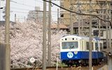 赤堀駅付近　桜の横を通過する、なろうブルー<br />

